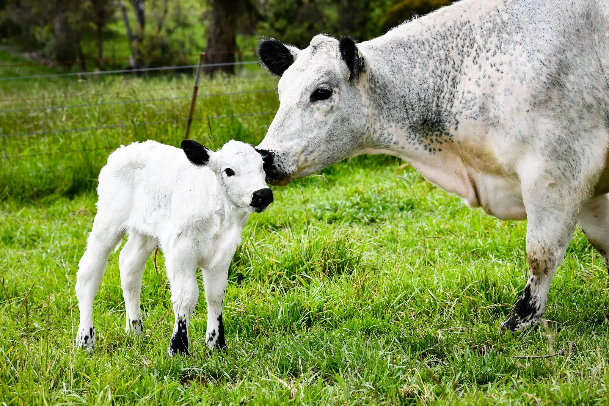Sound, functional and fertile animals
