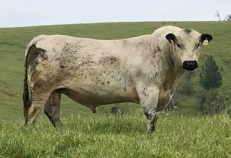 MAUNGAHINA MAXIMUS