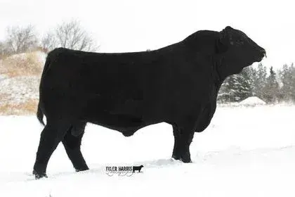 JOHNER STOCK FARM UNMARKED 2D